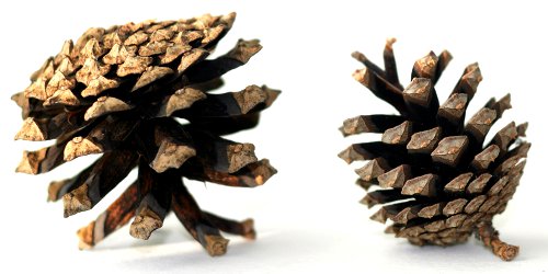 pinecones