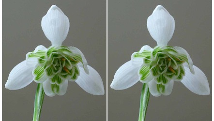 snow drop times 2