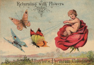 Returning with flower for Taylor's Premium Cologne