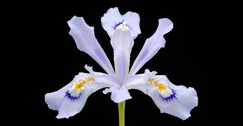 iris on black