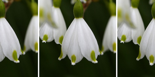 snow drops