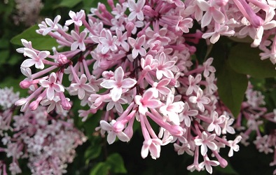 Syringa microphylla