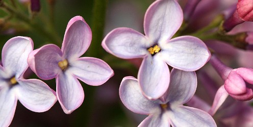 lilacs