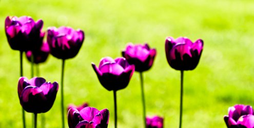 purple tulips