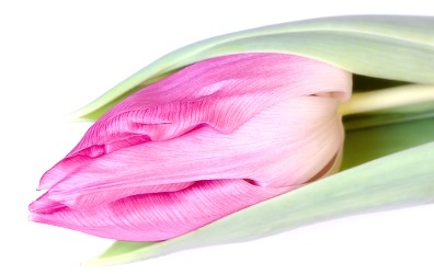 Tulip ‘Barcelona’