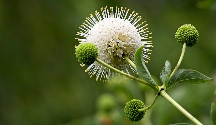 buttonbush