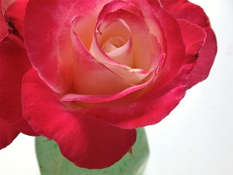 rose 1