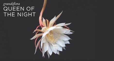 Grandiflora Queen of the Night brand visual