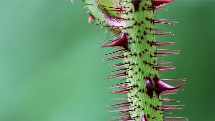 Rubus sumatranus stem