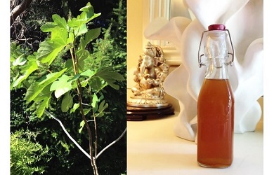 fig leaves and fig syrup