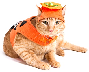 Orange Cat in Pumpkin Costume