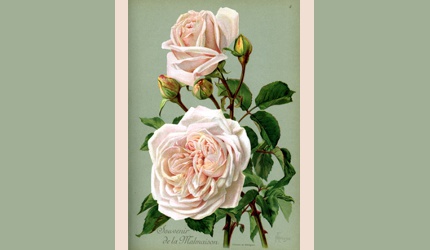 Souvenir de la Malmaison rose