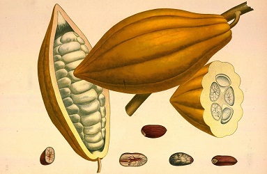 Theobroma cacao