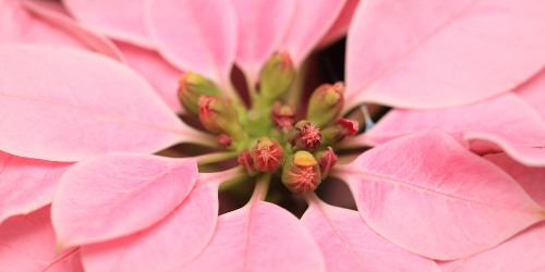 Poinsettia 
