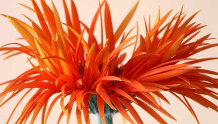 Orange shredded gerbera