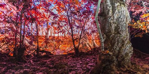 Lankaran Forest at the 2nd Buta Festival of Azerbaijani Arts
