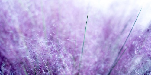 life on planet LS-242 (abstract) [Explored]