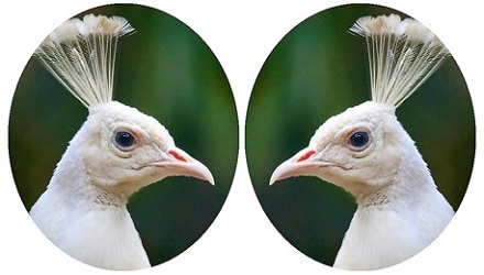 white peacock