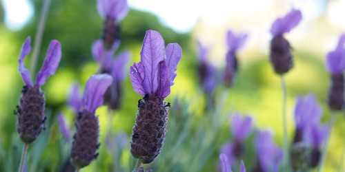 Lavandula stoechas