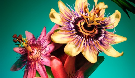 Bvlgari, campaign image for Omnia Paraiba