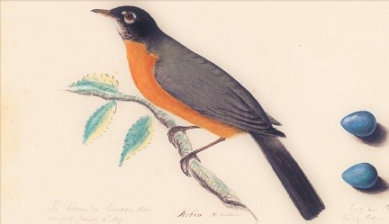 Audubon, American Robin