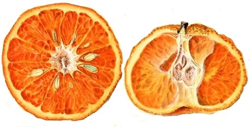 Citrus nobilis