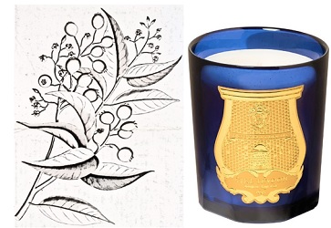 Cire Trudon Tadine candle