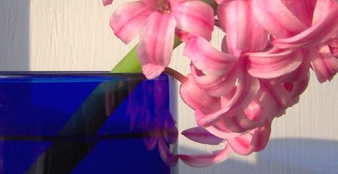 hyacinth in cobalt glass