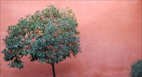 orange tree