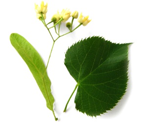Tilia americana