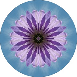 clematis mandala