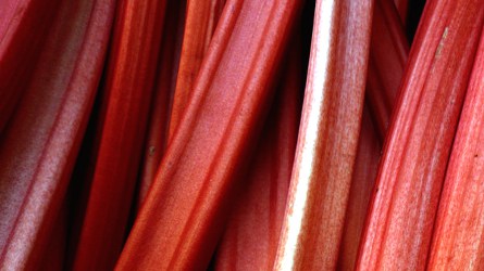 Rhubarb