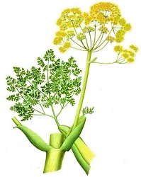 galbanum