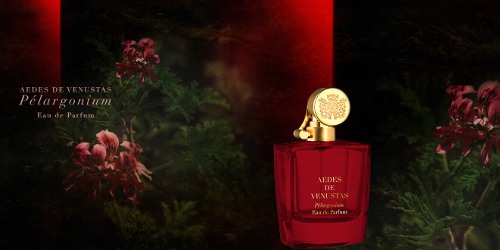 Aedes de Venustas Pélargonium