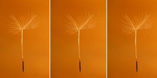 dandelion seeds