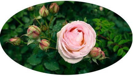 Rose at Le Palais Royal