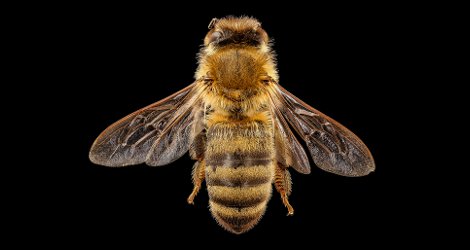Apis mellifera