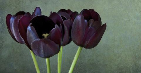 black tulips
