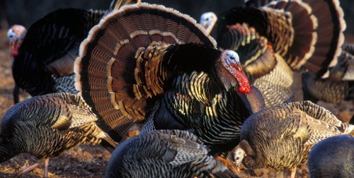 The Rio Grande wild turkey