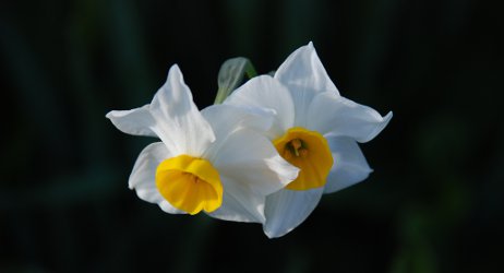 Narcisses americains